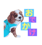 キャバリアの空くん（個別スタンプ：4）
