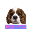 キャバリアの空くん（個別スタンプ：5）