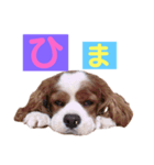 キャバリアの空くん（個別スタンプ：6）