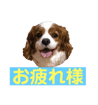 キャバリアの空くん（個別スタンプ：7）