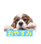 キャバリアの空くん（個別スタンプ：8）