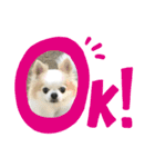クゥちゃん（個別スタンプ：4）