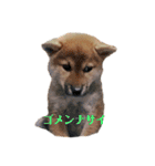 柴犬むぎ/Shiba MUGI♀（個別スタンプ：1）