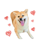 柴犬むぎ/Shiba MUGI♀（個別スタンプ：2）