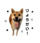 柴犬むぎ/Shiba MUGI♀（個別スタンプ：3）