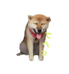 柴犬むぎ/Shiba MUGI♀（個別スタンプ：4）