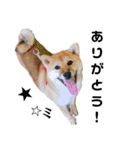 柴犬むぎ/Shiba MUGI♀（個別スタンプ：5）