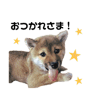 柴犬むぎ/Shiba MUGI♀（個別スタンプ：6）