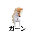 柴犬むぎ/Shiba MUGI♀（個別スタンプ：7）