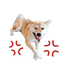 柴犬むぎ/Shiba MUGI♀（個別スタンプ：8）