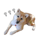 柴犬むぎ/Shiba MUGI♀（個別スタンプ：9）
