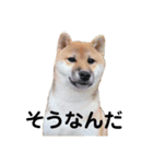 柴犬むぎ/Shiba MUGI♀（個別スタンプ：10）