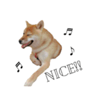 柴犬むぎ/Shiba MUGI♀（個別スタンプ：11）