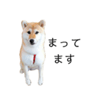 柴犬むぎ/Shiba MUGI♀（個別スタンプ：12）