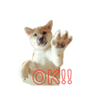 柴犬むぎ/Shiba MUGI♀（個別スタンプ：13）