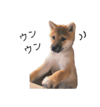 柴犬むぎ/Shiba MUGI♀（個別スタンプ：15）