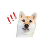 柴犬むぎ/Shiba MUGI♀（個別スタンプ：16）