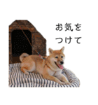 柴犬むぎ/Shiba MUGI♀（個別スタンプ：17）
