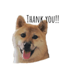 柴犬むぎ/Shiba MUGI♀（個別スタンプ：18）