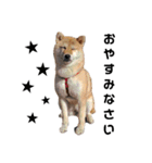 柴犬むぎ/Shiba MUGI♀（個別スタンプ：19）