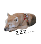 柴犬むぎ/Shiba MUGI♀（個別スタンプ：20）