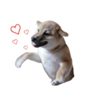 柴犬むぎ/Shiba MUGI♀（個別スタンプ：21）
