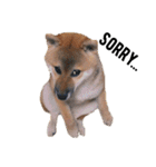 柴犬むぎ/Shiba MUGI♀（個別スタンプ：22）