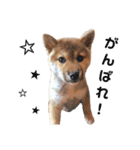 柴犬むぎ/Shiba MUGI♀（個別スタンプ：23）