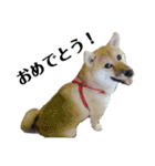 柴犬むぎ/Shiba MUGI♀（個別スタンプ：24）
