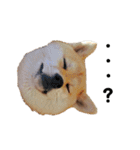 柴犬むぎ/Shiba MUGI♀（個別スタンプ：25）