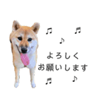柴犬むぎ/Shiba MUGI♀（個別スタンプ：26）