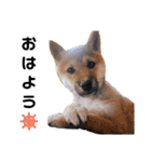 柴犬むぎ/Shiba MUGI♀（個別スタンプ：27）