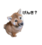 柴犬むぎ/Shiba MUGI♀（個別スタンプ：28）