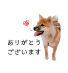 柴犬むぎ/Shiba MUGI♀（個別スタンプ：29）
