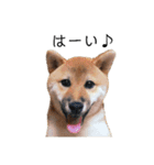 柴犬むぎ/Shiba MUGI♀（個別スタンプ：30）
