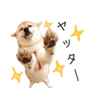 柴犬むぎ/Shiba MUGI♀（個別スタンプ：31）