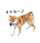 柴犬むぎ/Shiba MUGI♀（個別スタンプ：32）