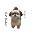 サロン犬 タンザ店長 接客編①（個別スタンプ：2）