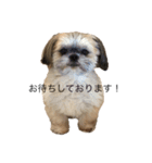 サロン犬 タンザ店長 接客編①（個別スタンプ：3）