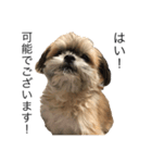 サロン犬 タンザ店長 接客編①（個別スタンプ：10）