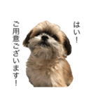 サロン犬 タンザ店長 接客編①（個別スタンプ：11）