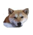 片岡柴ちゃん（個別スタンプ：4）