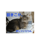 みーたんファミリー  8（個別スタンプ：3）