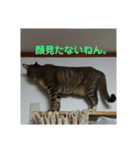 みーたんファミリー  8（個別スタンプ：5）