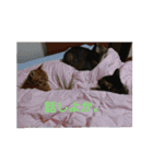 みーたんファミリー  8（個別スタンプ：6）