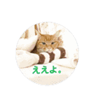 みーたんファミリー  8（個別スタンプ：7）