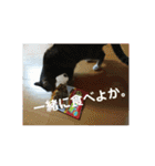 みーたんファミリー  8（個別スタンプ：16）