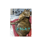 みーたんファミリー  8（個別スタンプ：17）