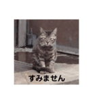 至極のスタンプ（個別スタンプ：7）