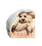 アン女王の華麗な日々（個別スタンプ：16）